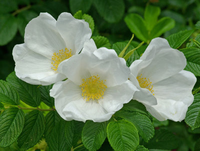 Rosa Rugosa Seal Harbor 6-21-12-pf.jpg