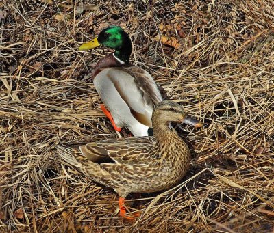 Mallards City Forest  3-26-12-ed-pf.jpg