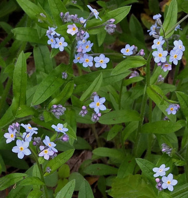 Wildflowers - Stillwater River Trail b  5-17-13-ed-pf.jpg