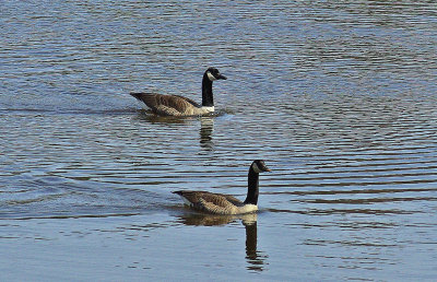 Geese City Forest 4-20-12 pf.jpg