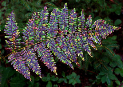 Fern Redman Beach Trai d 9-20-16-pf.jpg