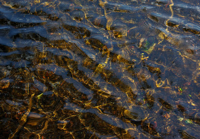 Ripples little Moose Pond 5-26-12-pf.jpg