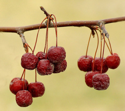 Berries  Old Town 4-7-12-pf.jpg