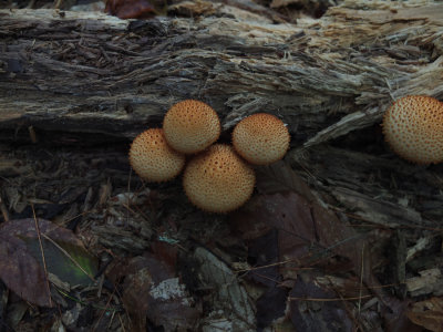 Fungi Redman Beach Trail 9-20-16-o-pf.jpg