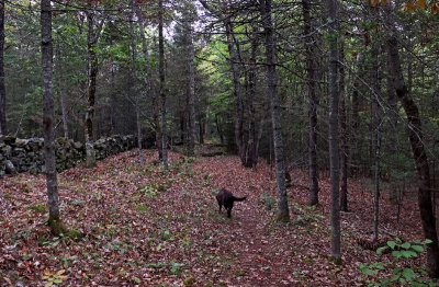 Kelley - N. Headwters Trail 9-28-16-pf.jpg