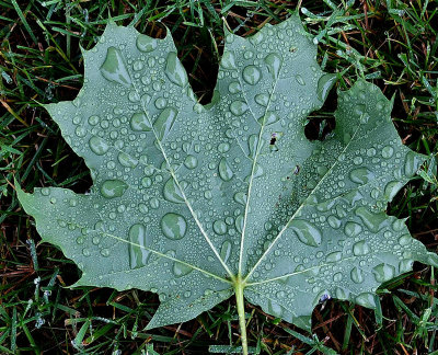 Leaf  - Neighborhood 6-29-13-ed-pf.jpg