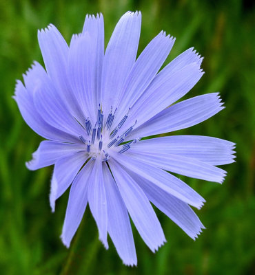 Chicory City Forest b 7-18-16-pf.jpg