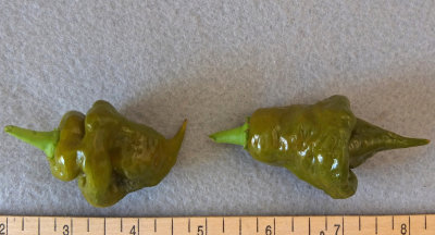 Trinidad Scorpion FG - 2 - 10-6-16.jpg