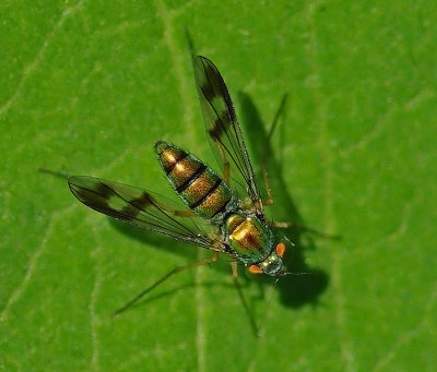 Insect - Marsh Island  8-9-12-pf.jpg