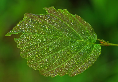 Leaf Sunkhaze 7-8-16-pf.jpg
