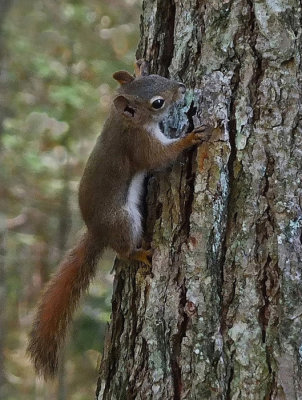 Squirrel - Catherine Mt Trail.9-28-14-ed-pf.jpg