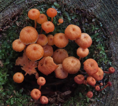 Fungi Branch Lake Trail b 10-5-16-pf.jpg