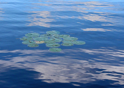 Lily  Pads  Mud Pond 10-8-12-ed-pf.jpg