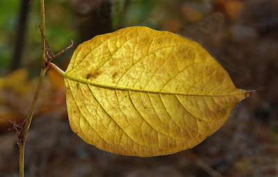 Leaf - Bangor c 10-27-12-pf.jpg