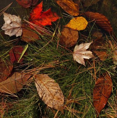 Leaves Little River Trail 10-19-16-pf.jpg