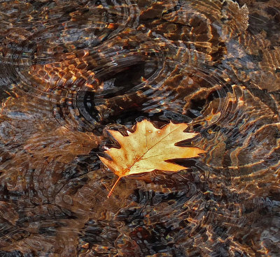 Leaf in Stream Breakneck Rd. 11-3-12ed-pf.jpg