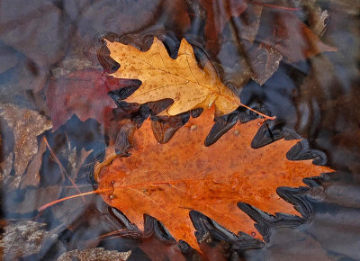 Leaves  in Stream Breakneck Rd.   11-3-12-ed-pf.jpg