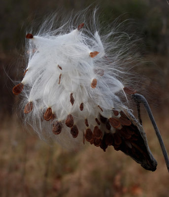 Milkweed Pod b- Marsh Island 11-7-12-ed-pfJPG.jpg