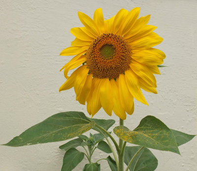 Sunflower - Bangor b 8-26-13ed-pf.jpg