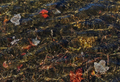 Leaves Partridge  Pond   10-9-14-ed-pf.jpg