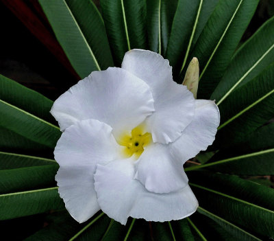 Cactus Flower 6-9-16-pf.jpg