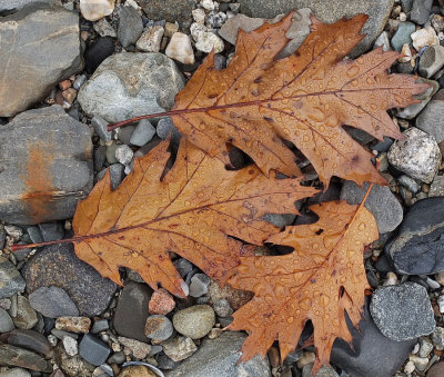 Leaves Sears Island 11-4-1-pf.jpg