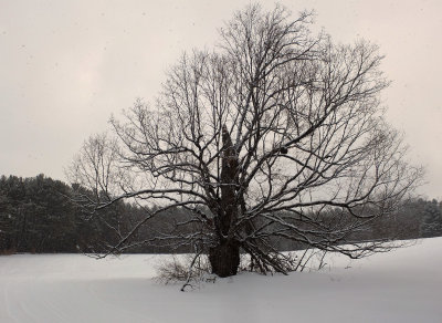 Tree Side Trail off Newport- Dover- Foxcroft Trail -2-2-17.jpg