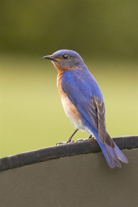 Eastern Bluebird