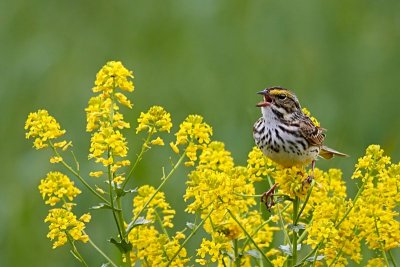 Savannah Sparrow