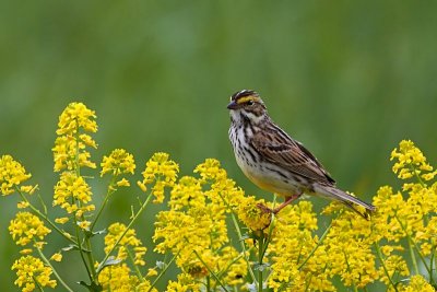 Savannah Sparrow