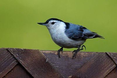 White-breasted Nuthatch