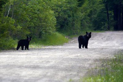 Black Bear Mom and Cub