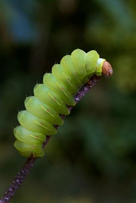 Polyphemus Caterpillar