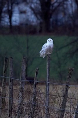 Snowy Owl in Pennsylvania