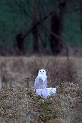 Snowy Owl in Pennsylvania