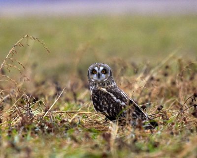 Short-eared Owl in Pennsylvania