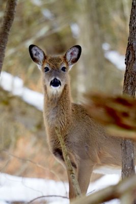 Deer Winter 2661.jpg