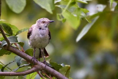 Northern Mockingbird