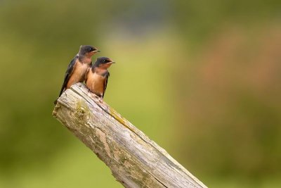 Barn Swallows (Juveniles)