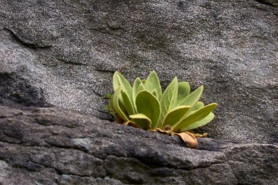Plant on Rock