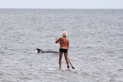 Dolphin and Man