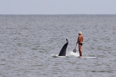 Dolphin and Man