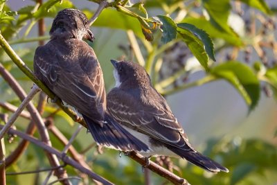 Kingbird Parent feeding Fledgling