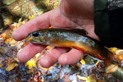 Fall Brook Trout