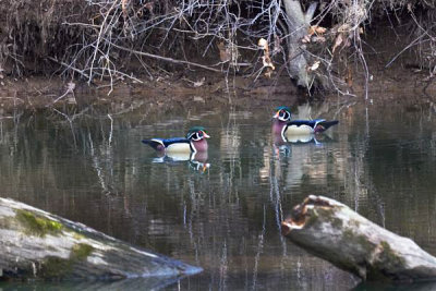 Wood Ducks