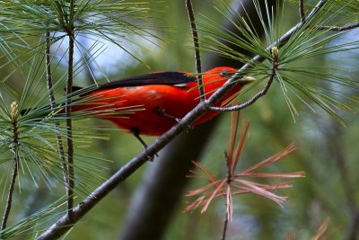 Scarlet Tanager