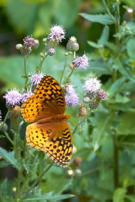 Fritillary Butterfly