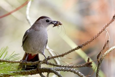 Gray Catbird and Cricket