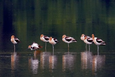 Sleeping Avocets