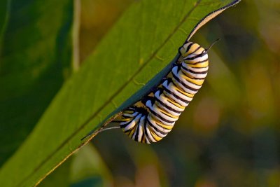 Monarch Butterfly Caterpillar